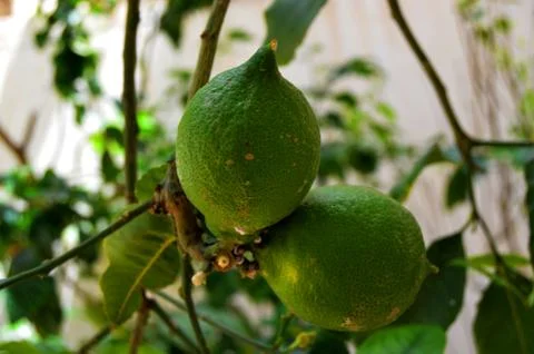Two limons in garden Stock Photos