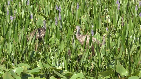 Two limpkins in 4K Stock Footage 49682872