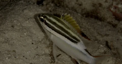 Two-Lined Monocle Bream (Scolopsis bilineata), juvenile on the sand in Raja Ampa Stock-Footage 121042560