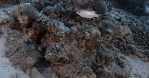 Two-Lined Monocle Bream (Scolopsis bilineata) Maldives Indian ocean Video stock 143130584