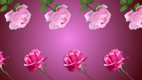 Two lines with many pink rose flowers animated Stock Footage 168328522