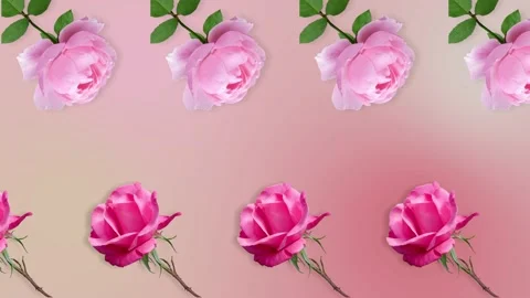 Two lines with many pink rose flowers animated Stock Footage 168328673