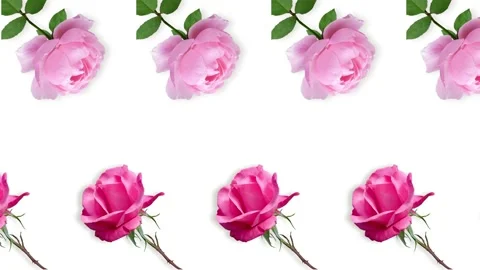 Two lines with many pink rose flowers animated Stock Footage 168328994