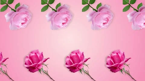 Two lines with many pink rose flowers animated Stock Footage 168329008