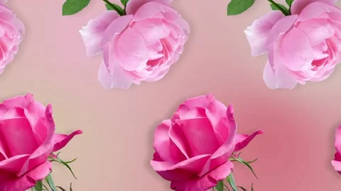 Two lines with many pink rose flowers animated Stock Footage 168329644