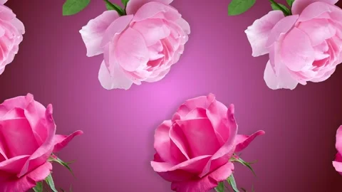 Two lines with many pink rose flowers animated Stock Footage 168329839
