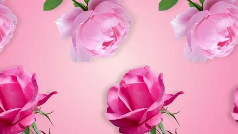 Two lines with many pink rose flowers animated Stock Footage 168330053