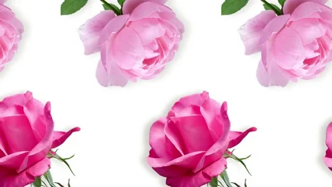 Two lines with many pink rose flowers animated Video stock 168330297