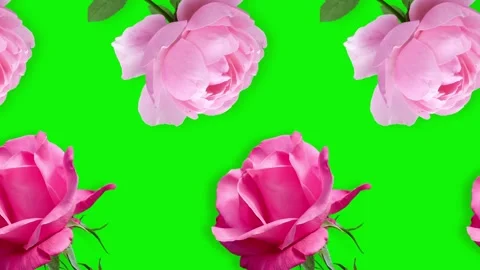Two lines with many pink rose flowers animated Stock Footage 168330760