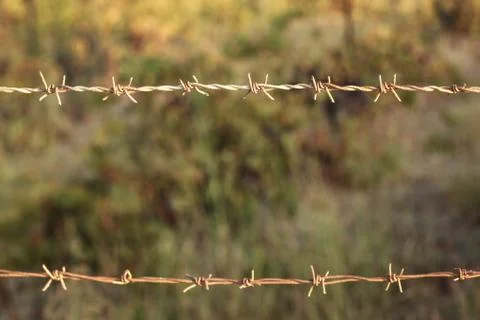 Two lines of old dry rusty barbed wire with some spider silks, blurred green  Stock Photos