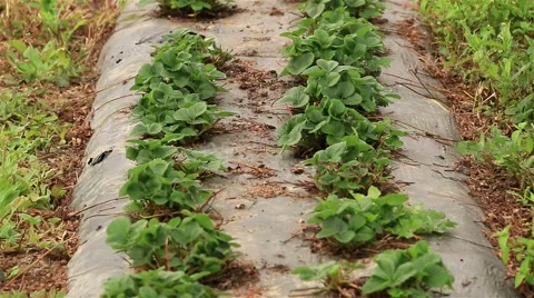 Two Lines Strawberries Planted In The Garden On Foil Stock Footage 48198688