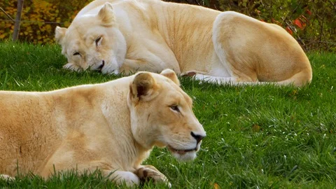 Two Lion Big Cats Resting, Africa Wildlife Lioness Wild Hunter Carnivore Feline Stock Footage 129648648