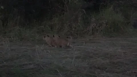 Two lion cubs bite and topple each other while heading toward mother Stock Footage 322983331