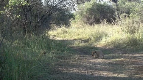 Two lion cubs chase and wrestle in carefree play — Part 2 Stock Footage 322982285