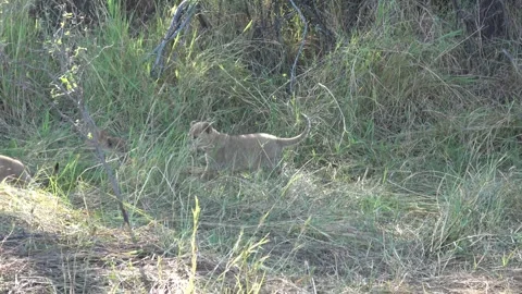 Two lion cubs pause outside den then start playful wrestling — Part 5 Stock Footage 322980070