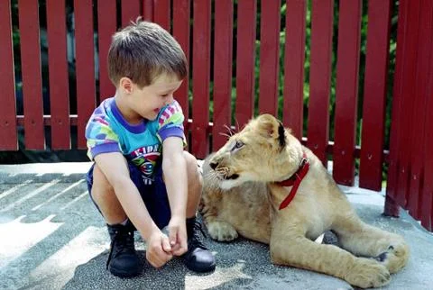 Two lion cubs Stock Photos