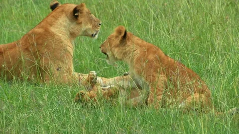 Two lion cubs play-fighting Stock Footage 161811889