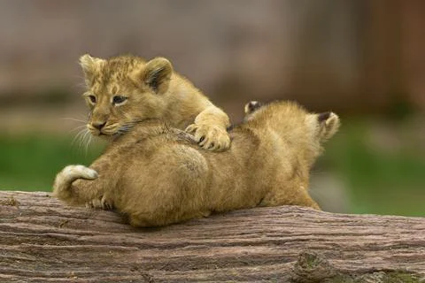 Two lion cubs playing on a log in a natural environment, captive, Germany, Foto stock
