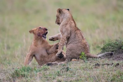 Two lion cubs playing Stock-Fotos