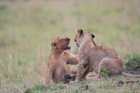 Two lion cubs playing Fotos de archivo