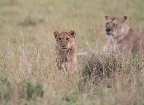 Two lion cubs playing Fotos de archivo