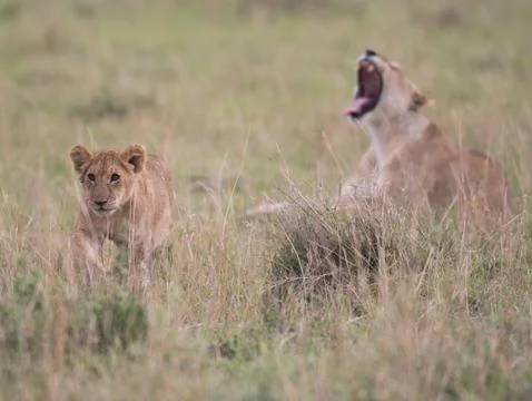 Two lion cubs playing Stock-Fotos