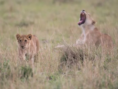 Two lion cubs playing Foto stock