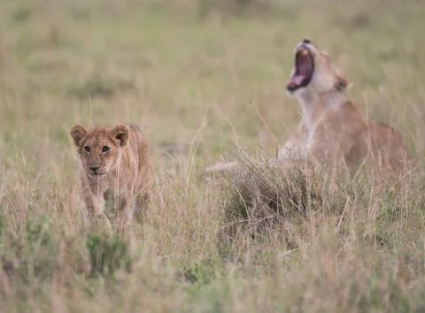 Two lion cubs playing Stock-Fotos