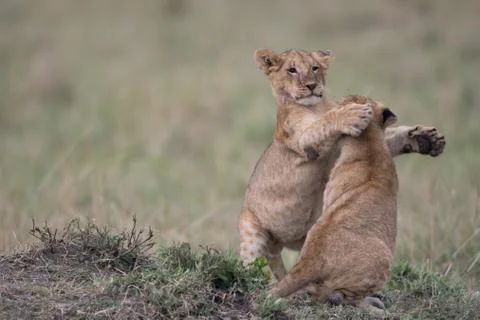 Two lion cubs playing 스톡 사진