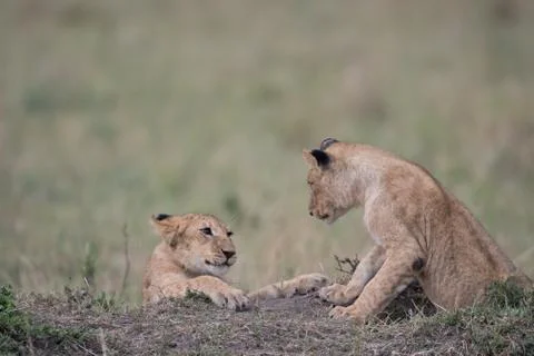 Two lion cubs playing Stock Photos