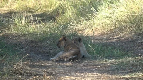 Two lion cubs tumble and wrestle on open ground — Part 1 库存影片 322982128
