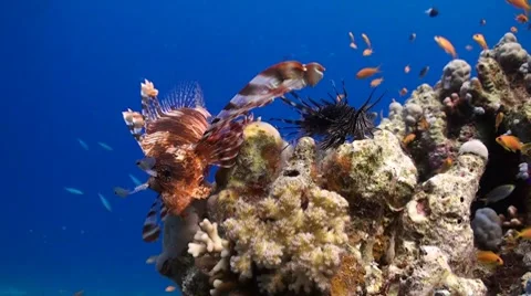 Two lion fisheas sitting on a coral block Stock Footage