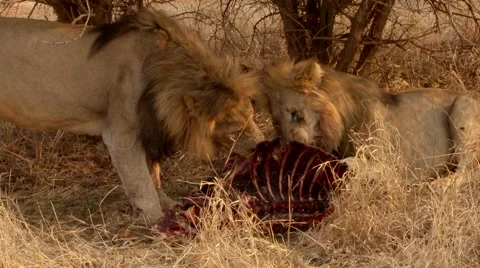 Two Lion at kill feeding Stock Footage 46457149