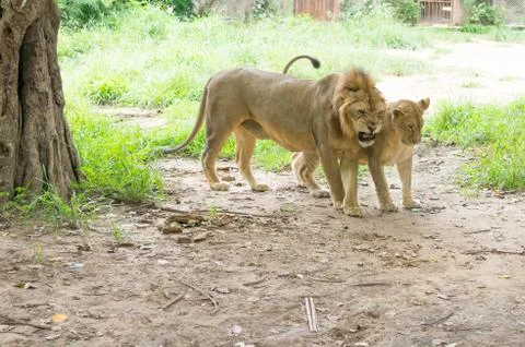 Two lion Stock Photos