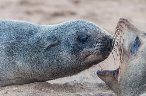 Two lion seals Stock Photos