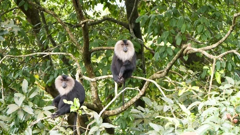 Two lion tailed macaque monkeys on a tree 動画素材 118131413