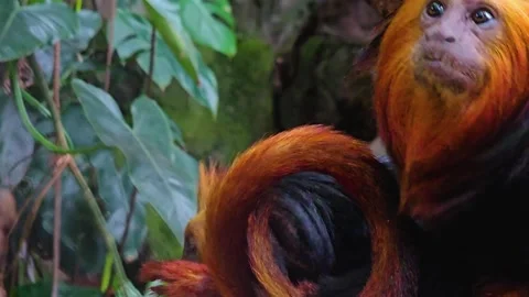  two Lion Tamarin Monkey Stock Footage 277363286