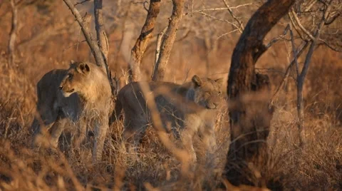 Two Lioness Stock Footage 29670942