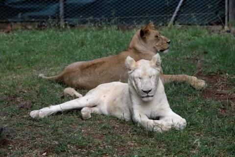 Two lioness is lying on the grass resting under a tree Stock Photos