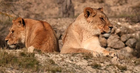 Two lioness lying peacefully. Lionesses looking around, slow motion 120 fps Stock Footage 251728533