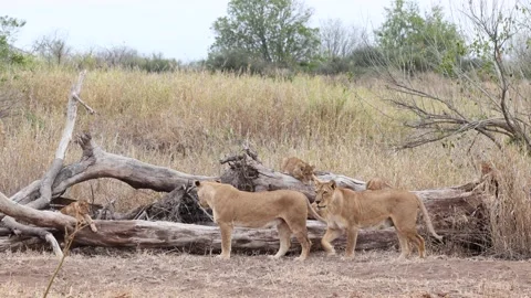 Two lionesses and cubs settling near a fallen tree in Mashatu, Botswana. Vídeos de archivo 217423442
