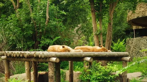 Two lionesses are resting in the summer heat. Stock Footage 160529392