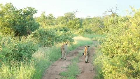 Two lionesses' backsides walking down a two track road in the African bush. Stock Footage 312795235