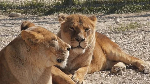 Two lionesses bask in the sun Stock Footage 117790322