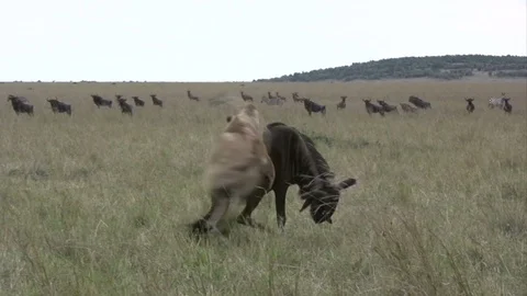 Two lionesses combine expertly to bring down a wildebeest easily Stock Footage