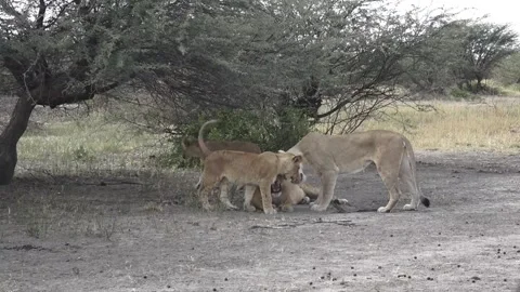 Two lionesses continue nuzzling the cub joins resting liones briefly shows teeth Vídeos de archivo 319898218