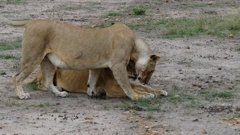 Two lionesses cuddle at sunset in the savannah Stock Footage 100681121