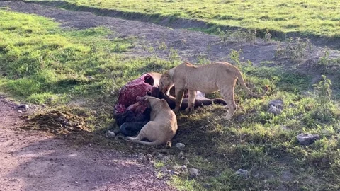 Two lionesses eat the meat of a dead buffalo. Wild Lion Dinner Stock-Footage 170182969