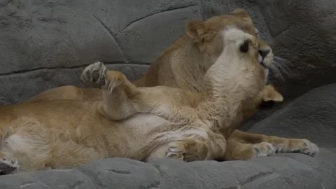 Two Lionesses Grooming and Bonding on Rock - Affectionate Big Cats 4K* Stock Footage 340651420