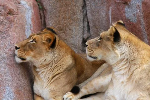 Two Lionesses looking up Stock Photos